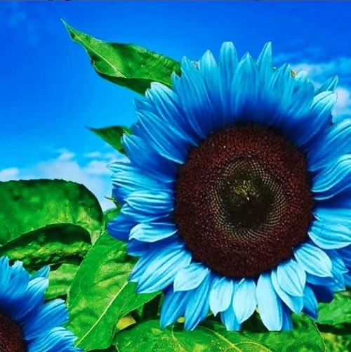 Blue Sunflowers: Reality or Myth 1