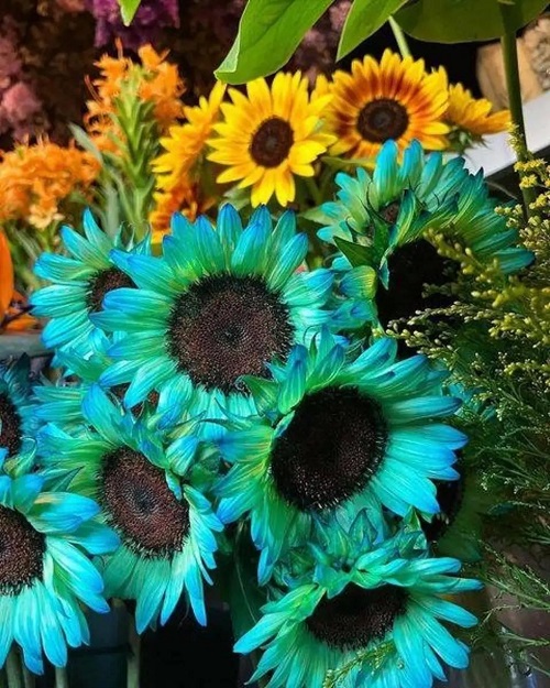 Blue Sunflower