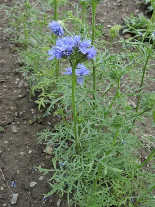 best beautiful Blue Flower Names & Images