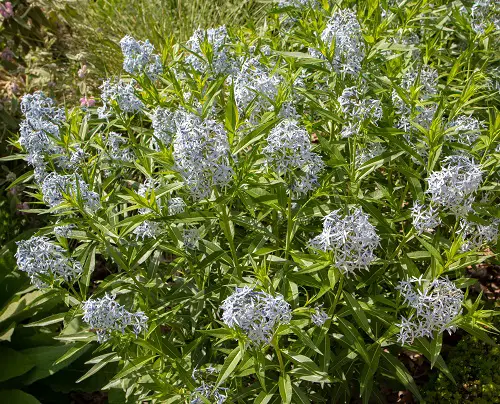Blue Flower Names with Pictures in backyard