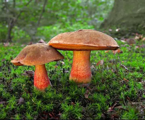 Types of Red Mushrooms