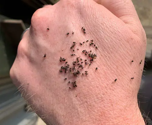 best Microscopic Black Insects Resembling Poppies 