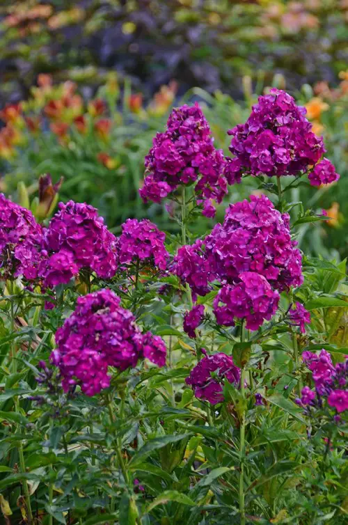 The most wonderful magenta flowers.