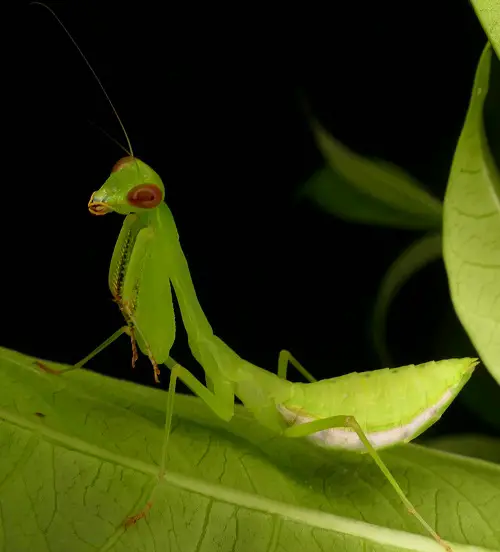 Types of Praying Mantis 