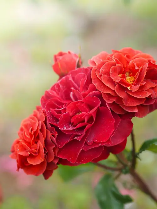 beautiful Top Varieties of Brown Roses
