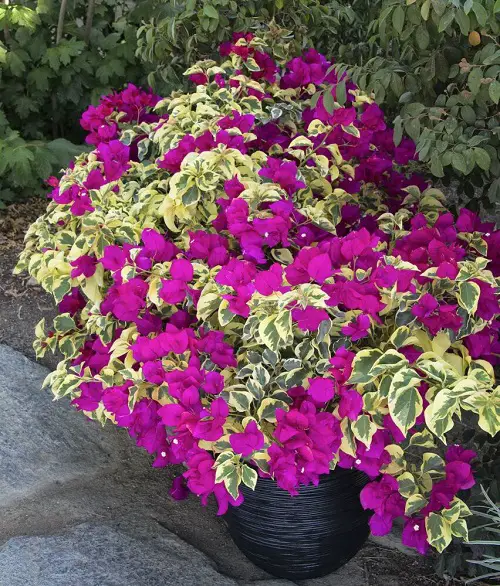 Most Beautiful Magenta Flowers