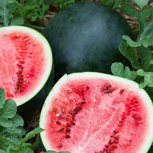 The sweetest varieties of watermelon