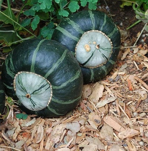 Top Green Pumpkin Variety Types