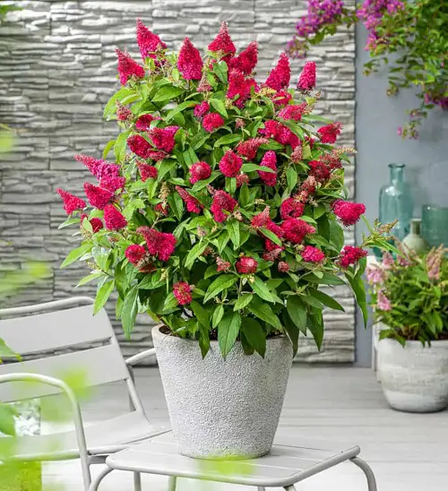 Most Beautiful Magenta Flowers indoor