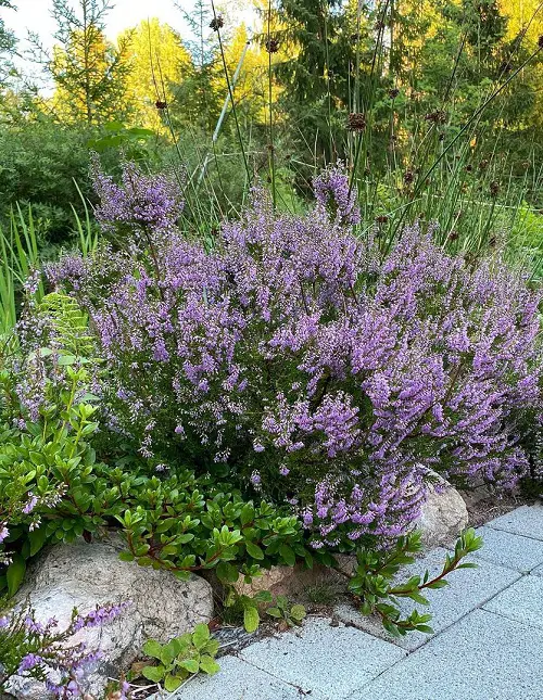 Beautiful Tiny Flowers for garden
