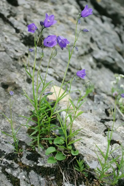 Blue Flower Names with Pictures