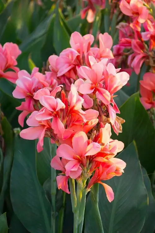 Types of Pink Flowers for Garden