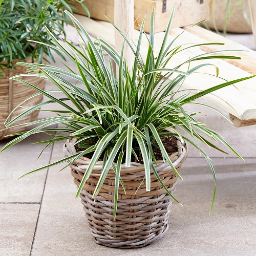 beautiful Indoor Grass Plants 