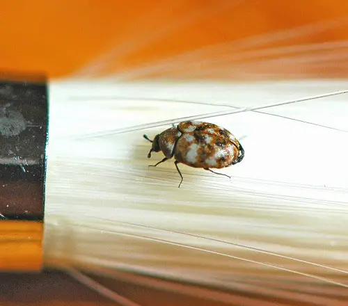 Microscopic Black Insects Resembling Poppies 