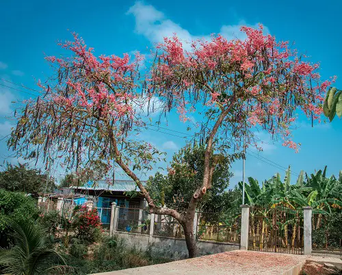 Kinds of Pink Garden Flowers 