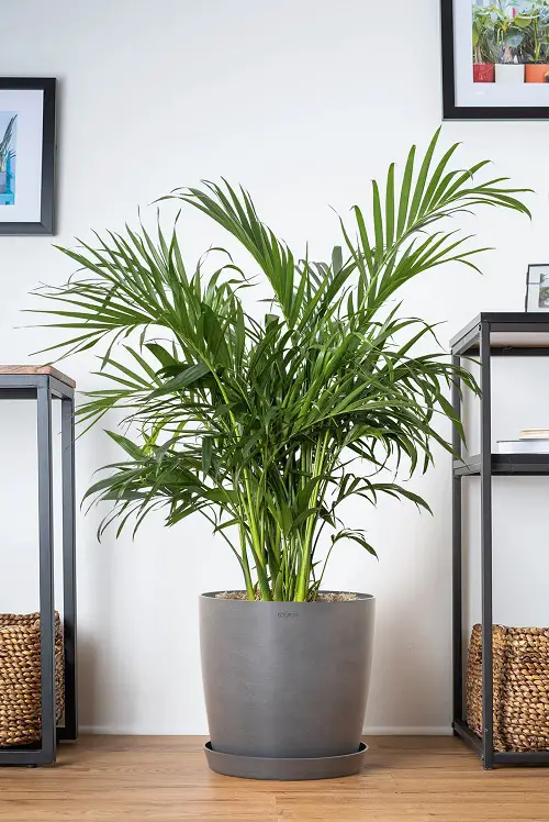 top best Indoor Palms That Don't Need Sunlight: Low Light Options! 