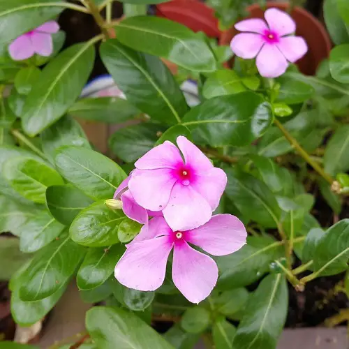best Most Beautiful Magenta Flowers