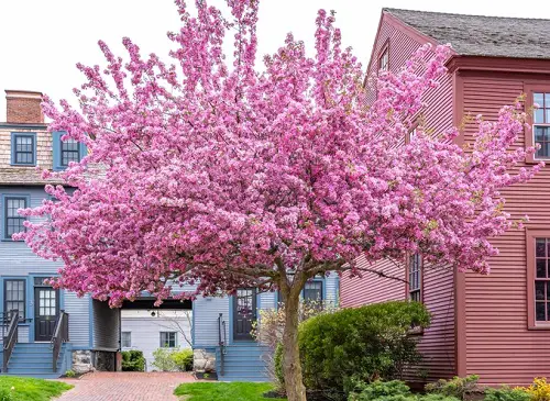 Pink Flower Types for a Garden 