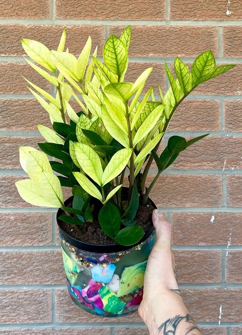 Types of ZZ Plant Varieties To Grow Indoors in pot