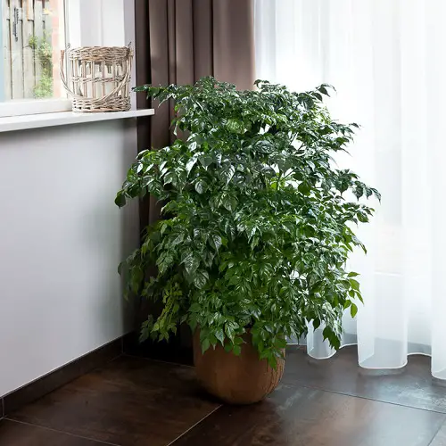 The Best Indoor Bushier Houseplants and Shrubs 