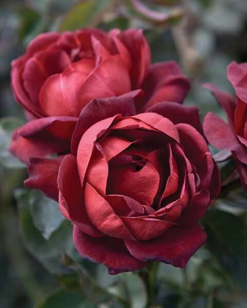 The Best Types of Brown Roses 