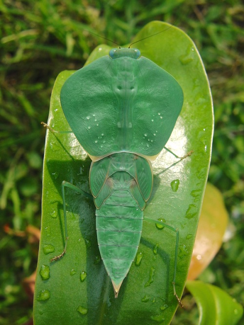 Varieties of Praying Mantis Observed in the Garden