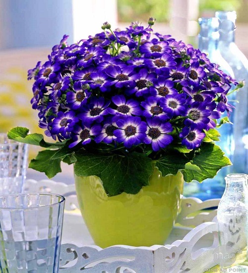 best Flowers That Resemble Blue Sunflowers