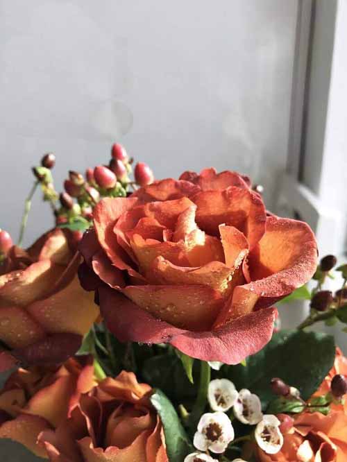 Best Brown Roses Varieties  