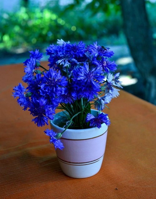 amazing Flowers That Resemble Blue Sunflowers