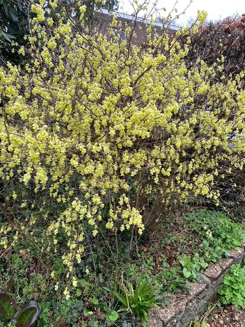 Texas Flowering Shrubs 23