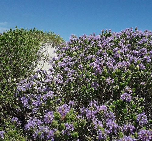 best Stunning Greek Flowers for Garden and Home