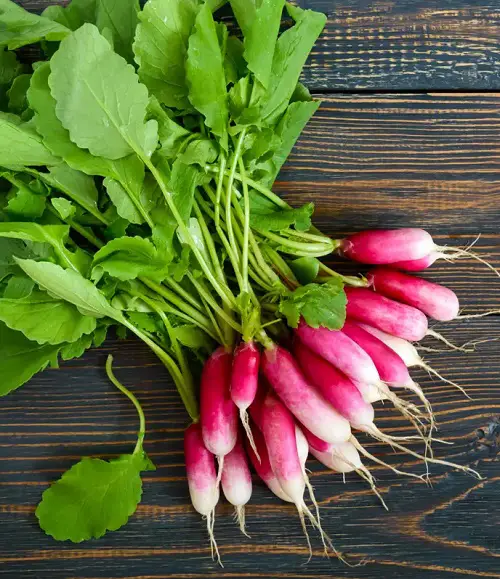  Types of Radish Varieties 