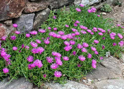 Plants for Cracks and Crevices 13
