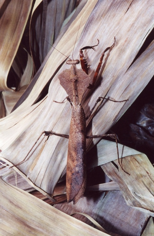 Varieties of Praying Mantis Observed in the Garden