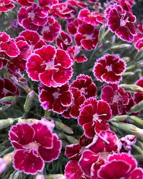 Most Beautiful Magenta Flowers indoor