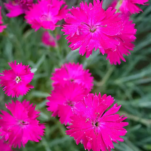 wonderful magenta flowers.