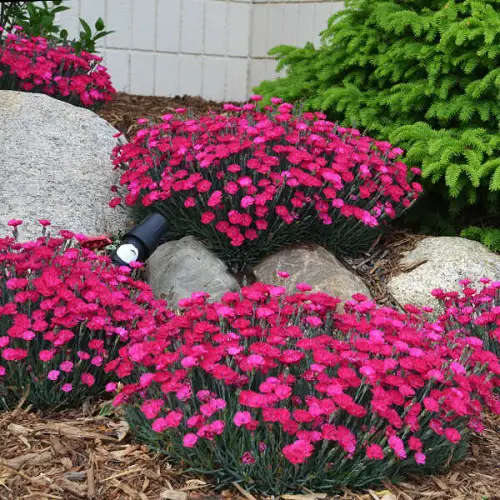 The most exquisite magenta flowers