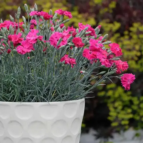 Most Beautiful Magenta Flowers indoor