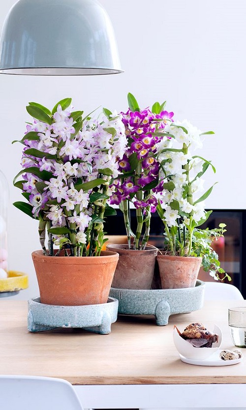 Orchid Varieties That Don't Need Much Sunlight