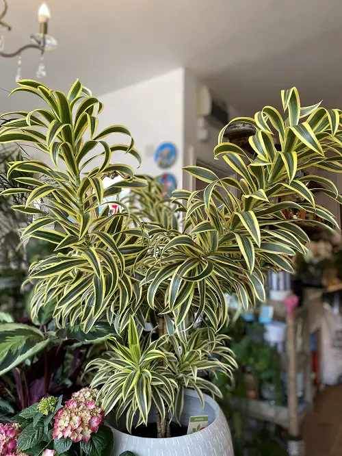 The Best Indoor Bushier Houseplants and Shrubs 