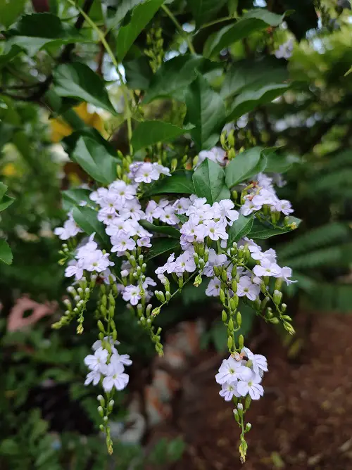 Tropical Evergreen Shrubs of the Verbena Family 3
