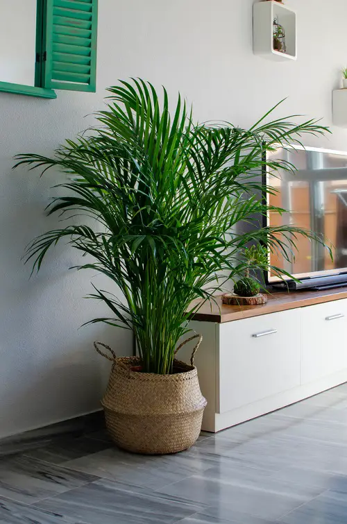 Amazing Indoor Low Light Palms Without Sunlight Requirement 