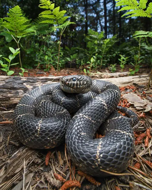 Adorable Black Snakes with White Marbling
