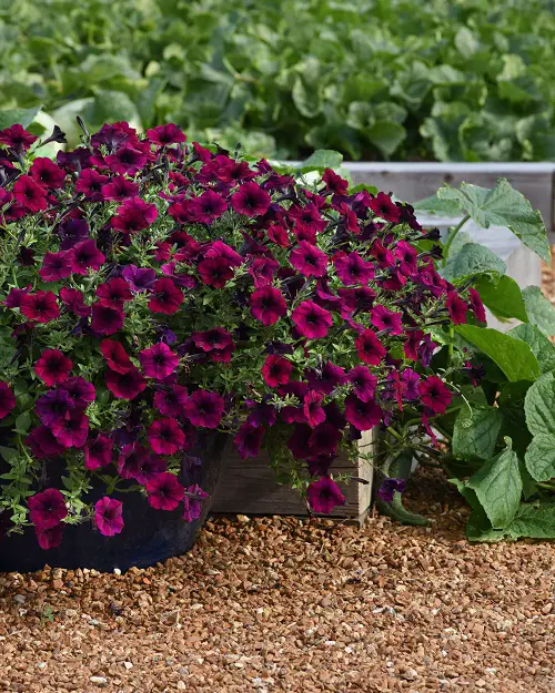 wonderful magenta flowers.