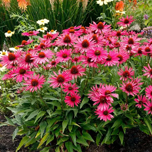 Most Beautiful Magenta Flowers