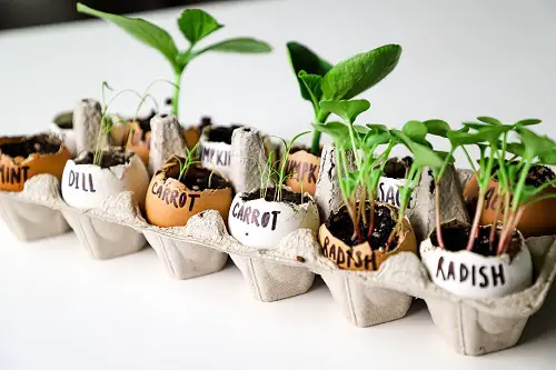 Egg Carton DIY Plant Saucer