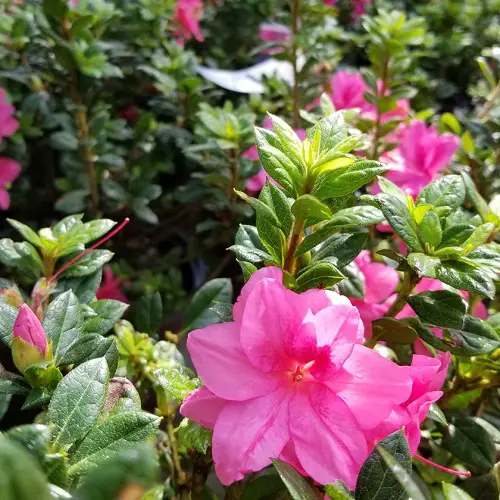 Beautiful Magenta Flowers