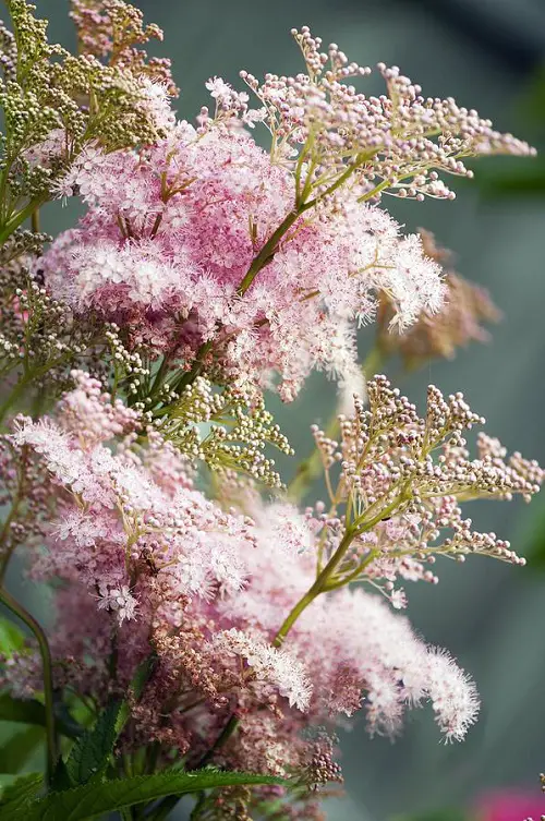 Herbs with Pink Flowers