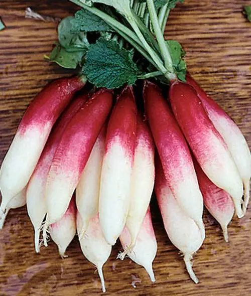 best Types of Radish Varieties for Containers and Gardens