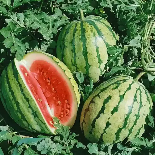 Sweetest Watermelon Varieties for garden